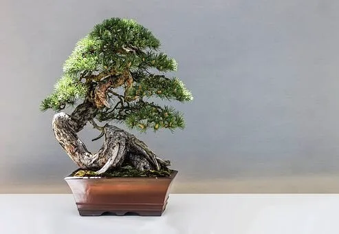 bonsai dubai