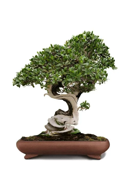 bonsai