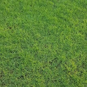 NEW GRASS BERMUDA