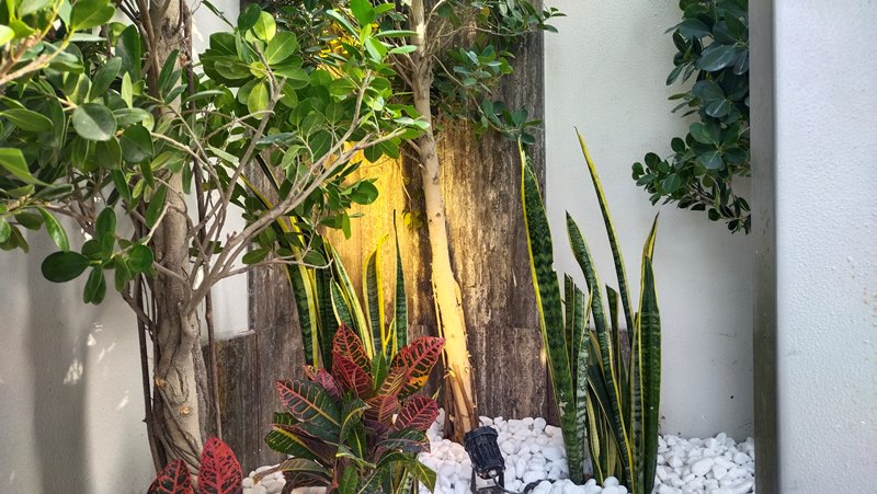 CROTON FICUS PEBBLES X