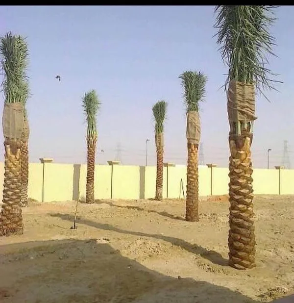 date palms for sale