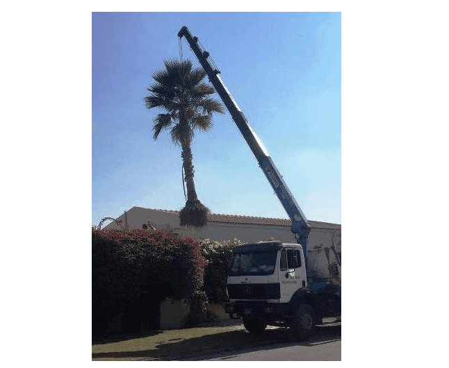 liftig-palm-in-crane