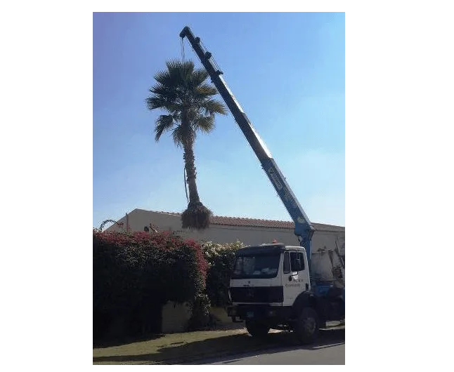 liftig-palm-in-crane
