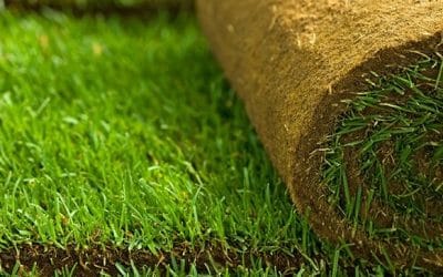 Your Trusted Partner for Natural Grass in Dubai – Green Pastures Landscapers