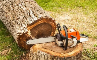 Expert Tree Removal Services in Dubai: Green Pastures Landscapers
