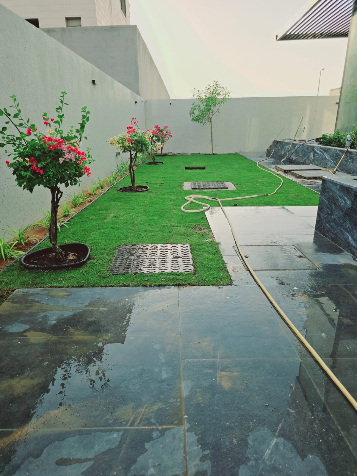 Paspalum Grass in Dubai Villa Garden
