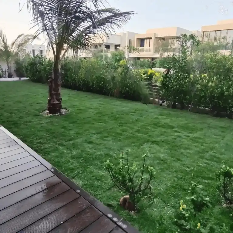 Paspalum Grass Carpet Installed in Abu Dhabi - gplandscapers
