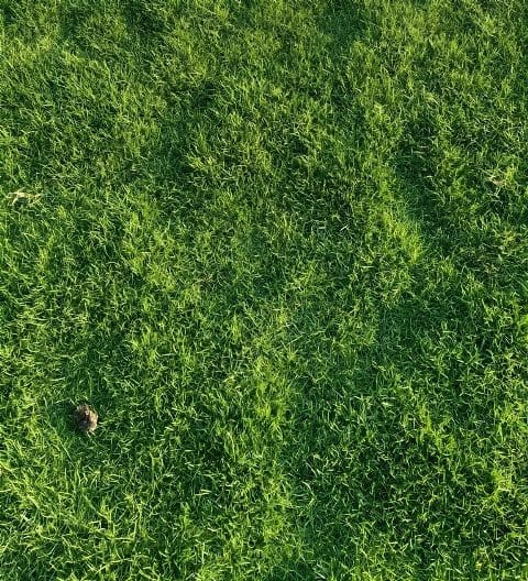 Paspalum Sharjah Grass Paspalum Sharjah Grass 2025 - gplandscapers